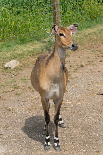 Stora rådjur på en land safari gård — Stockfoto