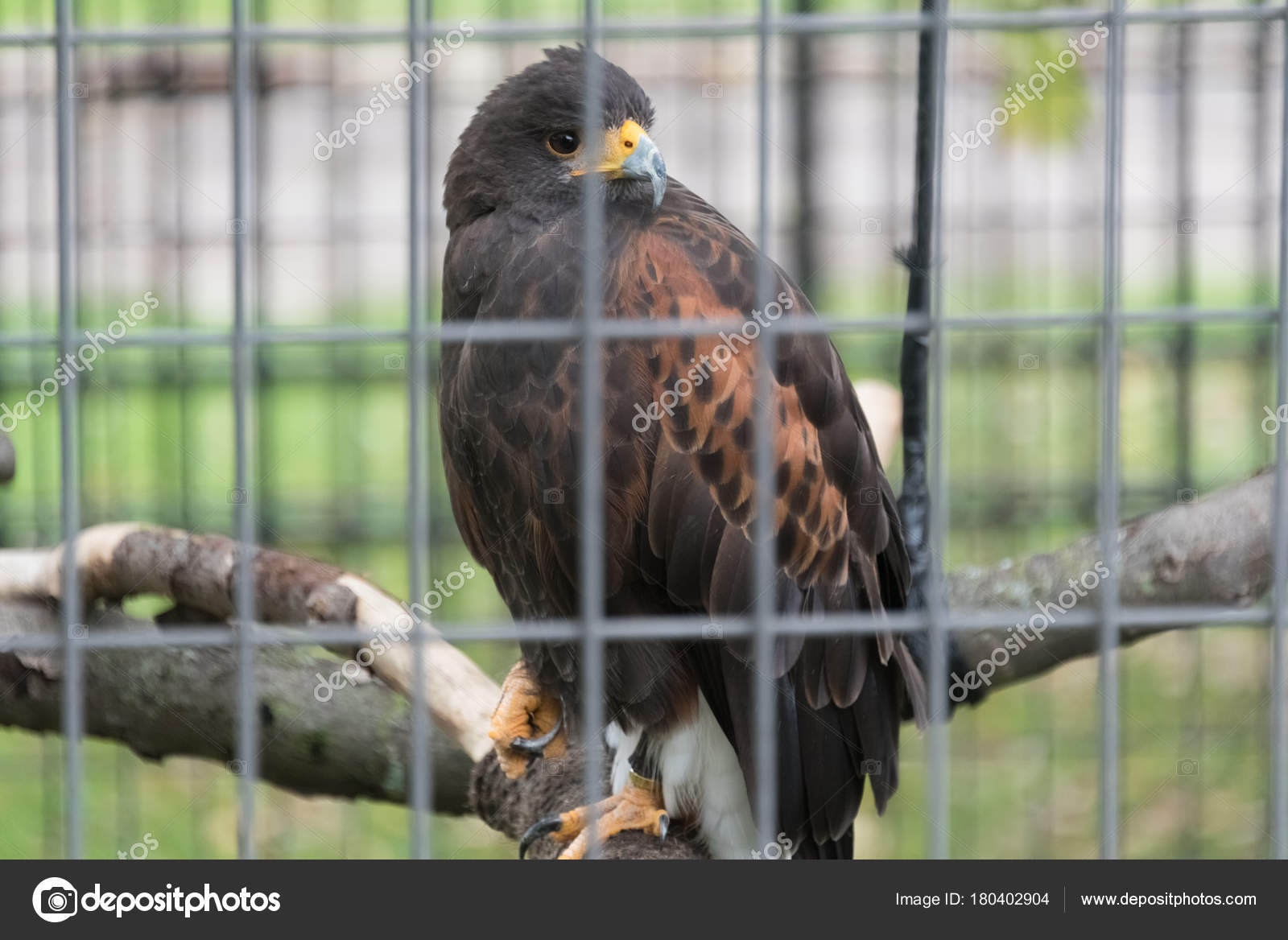 Https Ru Depositphotos Com 180402722 Stock Photo West Highland White Terrier Playing Html Https St3 Depositphotos Com 10596480 18040 I 1600 Depositphotos 180402722 Stock Photo West Highland White Terrier Playing Jpg Belyj Terer Zapadnogo