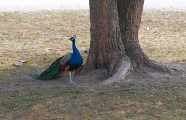Bir ülke safari çiftlikte büyük tavuskuşu