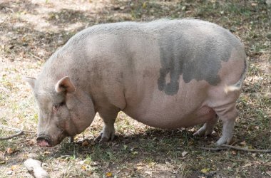 Bir ülke safari çiftlikte büyük domuz