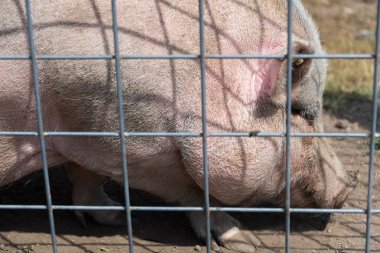 Bir ülke safari çiftlikte büyük domuz