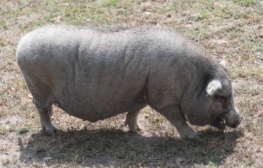 Bir ülke safari çiftlikte büyük domuz