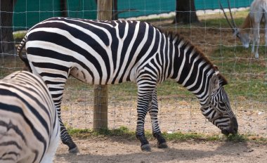 Bir ülke safari çiftlikte büyük zebra
