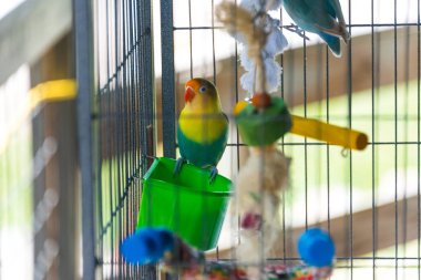 bir ağaç dalı oturan renkli papağan