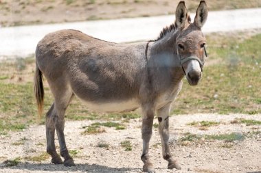 Small donkey on a country safari farm clipart