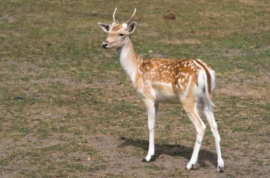 Bir ülke safari çiftlikte küçük Avrupa geyik