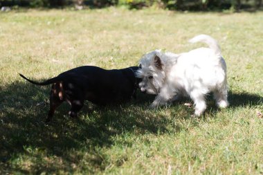 Küçük siyah dachshund ve Batı Dağlık beyaz korkunç o oynarken