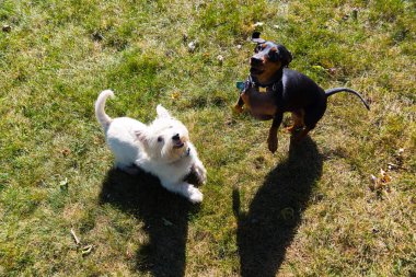 Küçük siyah dachshund ve Batı Dağlık beyaz korkunç o oynarken