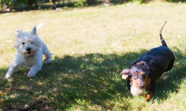 Küçük siyah dachshund ve Batı Dağlık beyaz korkunç o oynarken