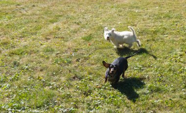 Küçük siyah dachshund ve Batı Dağlık beyaz korkunç o oynarken