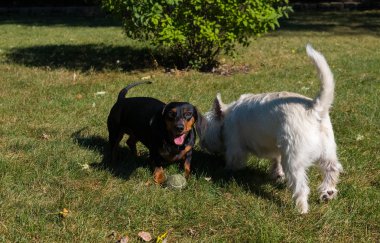 Küçük siyah dachshund ve Batı Dağlık beyaz korkunç o oynarken