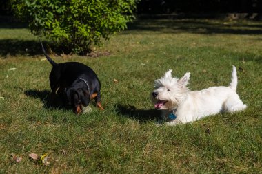 Küçük siyah dachshund ve Batı Dağlık beyaz korkunç o oynarken