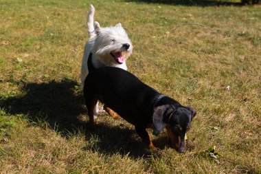 Küçük siyah dachshund ve Batı Dağlık beyaz korkunç o oynarken