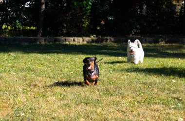 Küçük siyah dachshund ve Batı Dağlık beyaz korkunç o oynarken