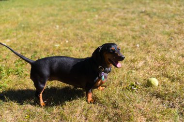 Bir arka bahçesinde oynarken küçük siyah dachshund