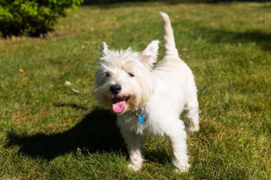 Batı Dağlık beyaz korkunç bir arka bahçe üzerinde oynama