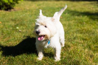 Batı Dağlık beyaz korkunç bir arka bahçe üzerinde oynama