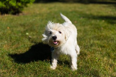 Batı Dağlık beyaz korkunç bir arka bahçe üzerinde oynama