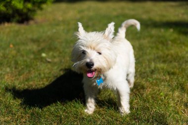 Batı Dağlık beyaz korkunç bir arka bahçe üzerinde oynama