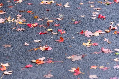 Güzel kırmızı ve sarı yaprakları bir asfalt üzerinde