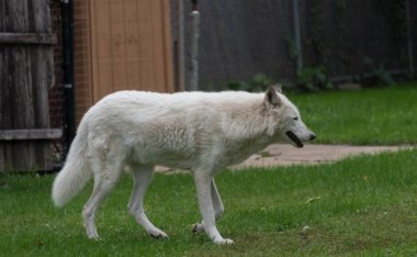 Yeşil çimenlerin üzerinde yürüyüş büyük beyaz kurt