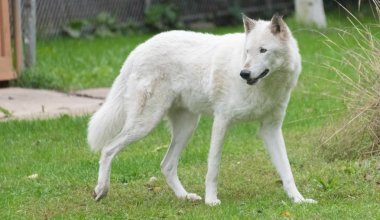 Yeşil çimenlerin üzerinde yürüyüş büyük beyaz kurt