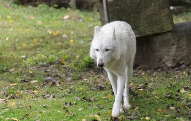Yeşil çimenlerin üzerinde yürüyüş büyük beyaz kurt