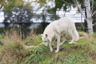 Yeşil çimenlerin üzerinde yürüyüş büyük beyaz kurt