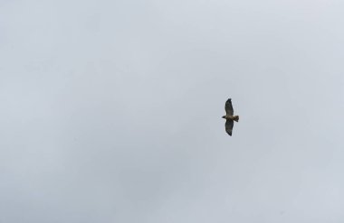 Mavi gökyüzünde uçan küçük Şahin