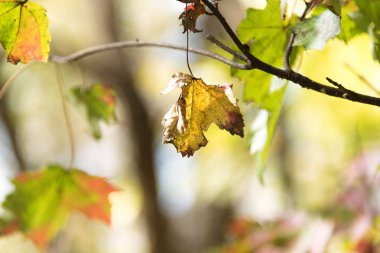Güzel renkli sonbahar yaprakları bir ağaç üzerinde