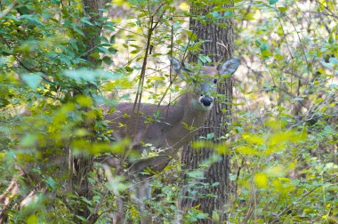 Sonbahar parkta vahşi genç erkek geyik