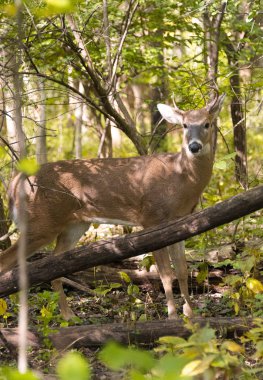 Sonbahar parkta vahşi genç erkek geyik