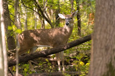 Sonbahar parkta vahşi genç erkek geyik