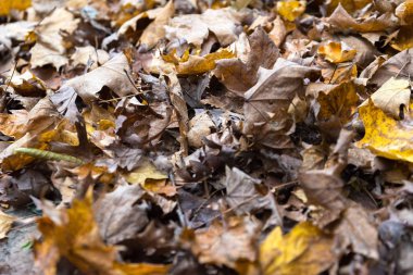 Bir parkta güzel renkli sonbahar yaprakları