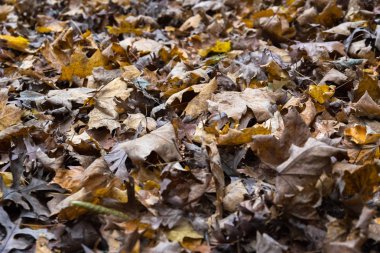 Bir parkta güzel renkli sonbahar yaprakları