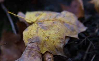 Bir parkta güzel renkli sonbahar yaprakları