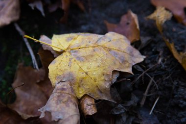 Bir parkta güzel renkli sonbahar yaprakları