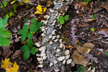 Bir parkta güzel renkli sonbahar yaprakları