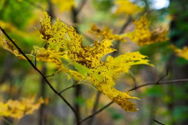 Bir parkta güzel renkli sonbahar yaprakları