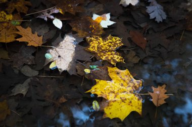 Güzel renkli sonbahar yaprakları su