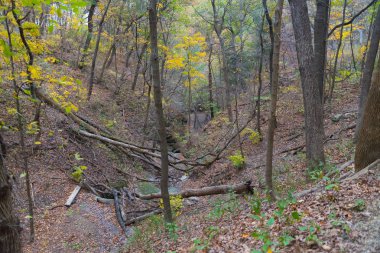 Illinois kırlarda sonbaharın güzel renkli parklarda