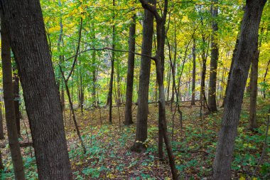 Illinois kırlarda sonbaharın güzel renkli parklarda