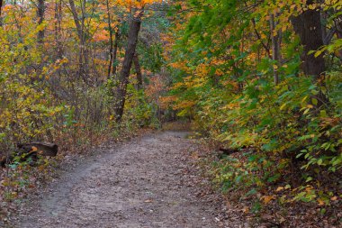 Illinois kırlarda sonbaharın güzel renkli parklarda