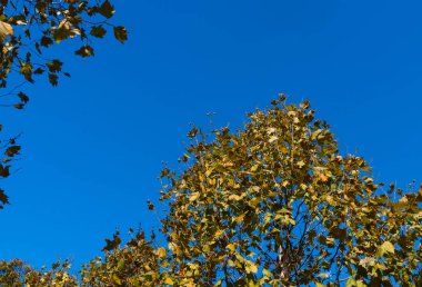 Güzel bir sonbahar Park sarı yapraklar ağacıyla