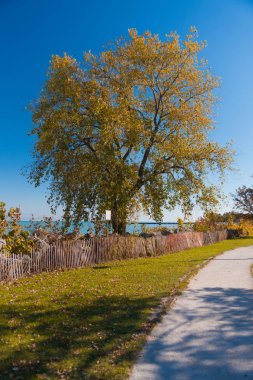 Güzel bir sonbahar Park sarı yapraklar ağacıyla