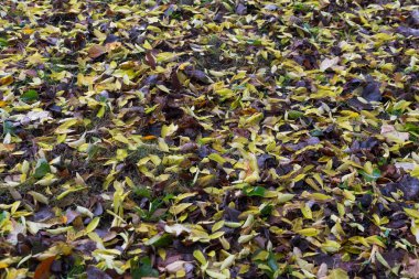 Bir yerde bir sonbahar park kuru yapraklar