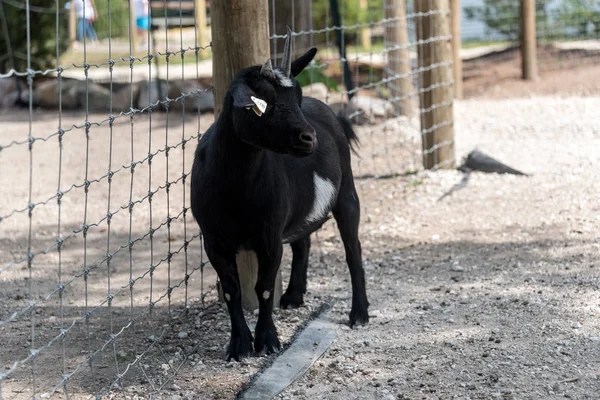 Gran cabra en una granja de safari país —  Fotos de Stock