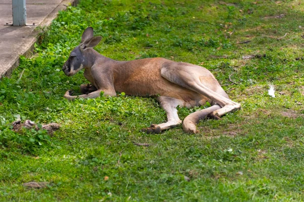 国サファリ ファームの大きなカンガルー — ストック写真