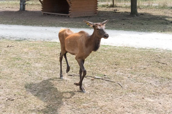 Gran alce en una granja de safari país —  Fotos de Stock