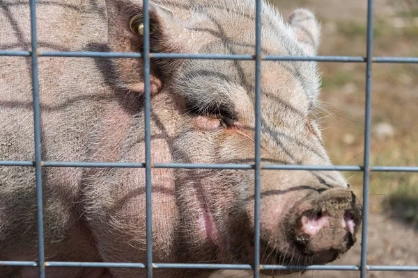 Stor gris på en land safari gård — Stockfoto